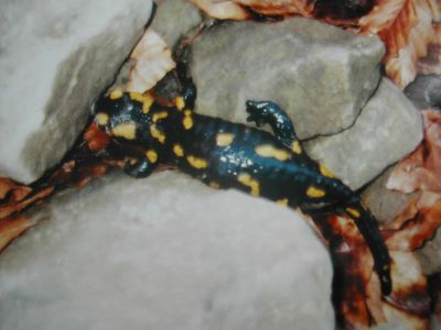 Salamandra