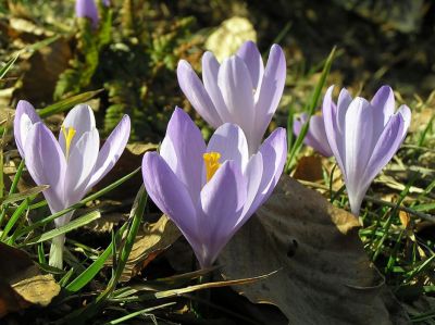 http://www.beskidmaly.pl/pun/extensions/hcs_image_uploader/uploads/10000/0/10323/thumb/p15s19psb01re819d11jng110blomp.JPG