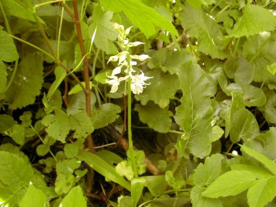 http://www.beskidmaly.pl/pun/extensions/hcs_image_uploader/uploads/10000/1500/11950/thumb/p1604jkark1cdk11981ge47m3t1.JPG