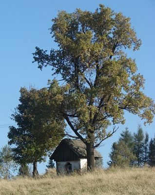 http://www.beskidmaly.pl/pun/extensions/hcs_image_uploader/uploads/10000/6000/16382/thumb/p16e4vfd7s69u12qb135jl2b1ami1.JPG