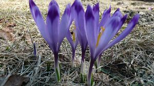 http://www.beskidmaly.pl/pun/extensions/hcs_image_uploader/uploads/20000/0/20121/thumb/p16p5cj39jh9l182vqg41rt125m5.JPG