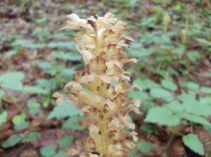http://www.beskidmaly.pl/pun/extensions/hcs_image_uploader/uploads/20000/2000/22077/thumb/p16v2utqv21aum1l6m1f4c361fa07.JPG