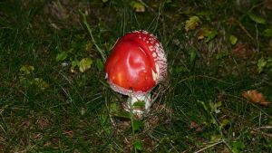 http://www.beskidmaly.pl/pun/extensions/hcs_image_uploader/uploads/20000/5000/25061/thumb/p179q7qjf41a2lrv21v1m1pno11si1.JPG