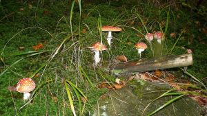 http://www.beskidmaly.pl/pun/extensions/hcs_image_uploader/uploads/20000/5000/25061/thumb/p179q7s96kujb1g4j1qeh19vd1vb08.JPG