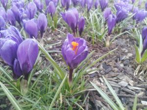 http://www.beskidmaly.pl/pun/extensions/hcs_image_uploader/uploads/30000/0/30246/thumb/p17nqpk4551lbm3681dpp1ku911j62.jpg
