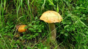 http://www.beskidmaly.pl/pun/extensions/hcs_image_uploader/uploads/30000/2000/32362/thumb/p17ut7014t15afeg7170gkeh1c015.JPG