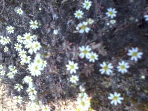http://www.beskidmaly.pl/pun/extensions/hcs_image_uploader/uploads/30000/8000/38393/thumb/p18jlo82tm1ov2tl9mvk19491dvc1.jpg
