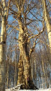 http://www.beskidmaly.pl/pun/extensions/hcs_image_uploader/uploads/40000/1500/41938/thumb/p19b7ua50cnud10hfts5k5h1ir41.jpg