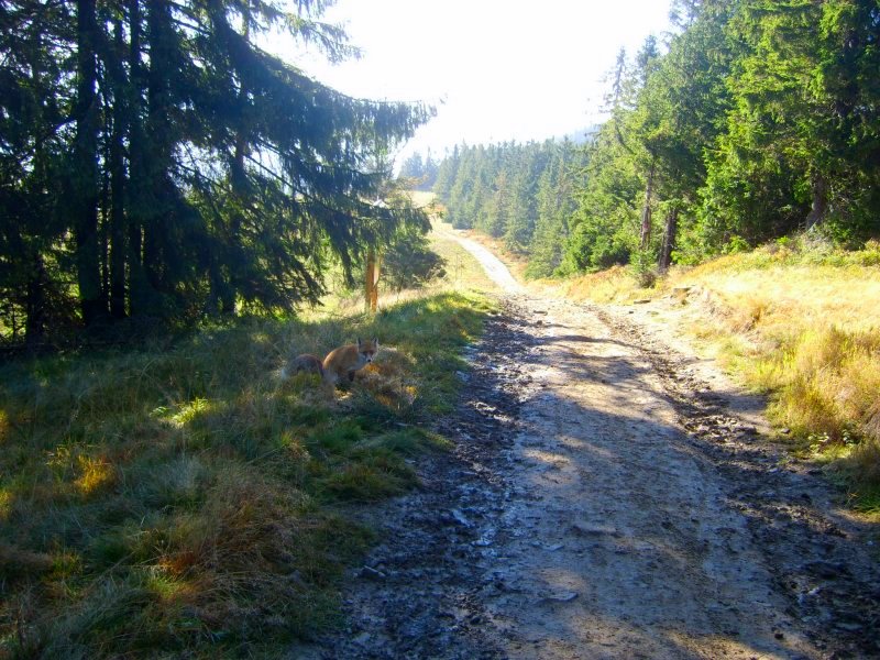 http://www.beskidmaly.pl/pun/extensions/hcs_image_uploader/uploads/40000/4000/44105/p1a2dsd835o7k19611sg7n62s2v4.jpg