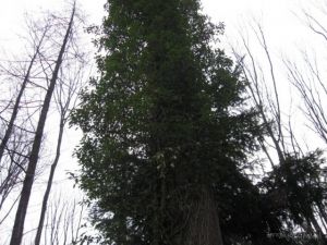 http://www.beskidmaly.pl/pun/extensions/hcs_image_uploader/uploads/40000/4500/44868/thumb/p1aa285ilq7kdb0r1gte1av186c1.jpg