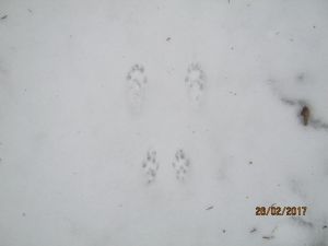 http://www.beskidmaly.pl/pun/extensions/hcs_image_uploader/uploads/40000/7500/47765/thumb/p1ba0amd646h51sik1aj11qj1ur02.jpg