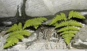 Cienistka Roberta (Gymnocarpium robertianum)