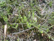 Widłak goździsty (Lycopodium clavatum) Śc. chr.