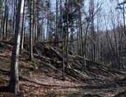 Zwalone drzewa na szlaku fot. Lowell